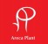 Areca Plant
